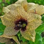 Hyoscyamus niger, Floraison de Jusquiame noire, graines d'Hyoscyamus niger, graines de Jusquiame noire