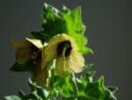Hyoscyamus niger, Floraison de Jusquiame noire, graines d'Hyoscyamus niger, graines de Jusquiame noire