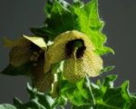 Hyoscyamus niger - Floraison