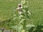 Hyoscyamus niger, Vue générale de Jusquiame noire, graines d'Hyoscyamus niger, graines de Jusquiame noire