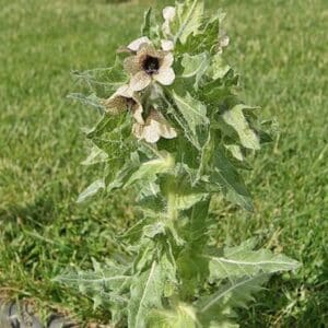 Hyoscyamus niger, Vue générale de Jusquiame noire, graines d'Hyoscyamus niger, graines de Jusquiame noire