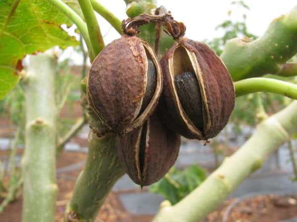 Jatropha curcas - Fruits secs et graines