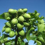 Jatropha curcas - Infrutescence
