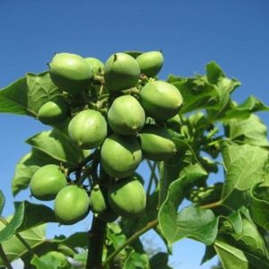 Jatropha curcas - Infrutescence