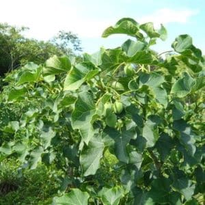 Jatropha curcas - Vue générale