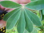 Feuillage de Lupinus albus, Feuilles du Lupin blanc