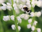 Lupinus albus en fleur, Fleur mellifère du Lupin blanc
