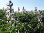 Plantation de Lupinus albus, Culture de Lupin blanc