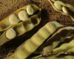 Lupinus albus - Gousses et graines