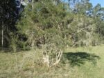 Melaleuca alternifolia - En milieu naturel