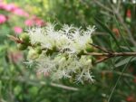 Melaleuca alternifolia - Floraison