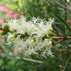 Melaleuca alternifolia - Floraison