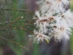 Melaleuca alternifolia - Inflorescence