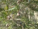 Melaleuca alternifolia - Infrutescence et feuillage