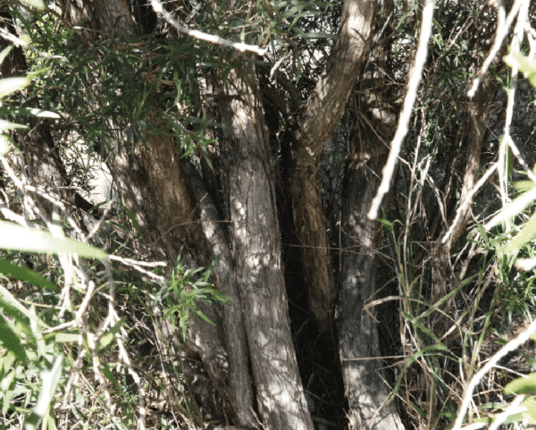 Melaleuca formosa - Détail du tronc