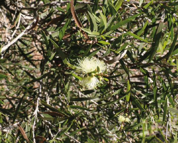 Melaleuca formosa - Inflorescence et Feuillage
