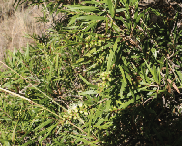 Melaleuca formosa - Infrutescence et feuillage