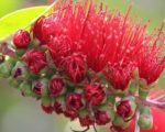 Melaleuca glauca - Détails des fleurs