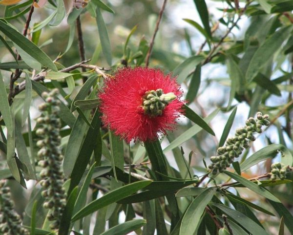 Melaleuca glauca - Fleurs et boutons floraux
