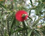 Melaleuca glauca - Fleurs et boutons floraux