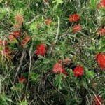 Melaleuca glauca - Vue générale