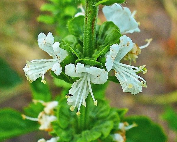Ocimum basilicum 'Marseillais' - Détail d'une fleur