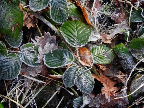 Plante gelée