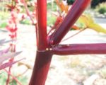 Ricinus communis - Tige rouge