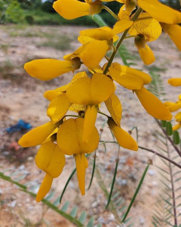 Sesbania javanica - Détails des fleurs