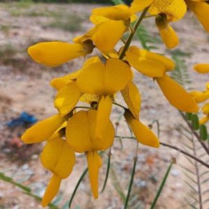 Sesbania javanica - Détails des fleurs
