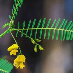 Sesbania javanica - Feuilles et fleurs