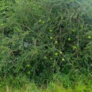 Strychnos spinosa - En milieu naturel