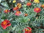 Graines de Tagetes patula, graines d'Œillet d’Inde