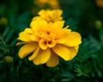 Tagetes patula - Fleurs jaunes