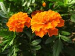 Graines de Tagetes patula, graines d'Œillet d’Inde