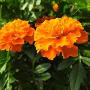 Tagetes patula - Floraison