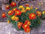 Tagetes patula - Vue générale