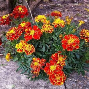 Tagetes patula - Vue générale