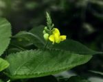 Vigna mungo - Fleur papilionacée