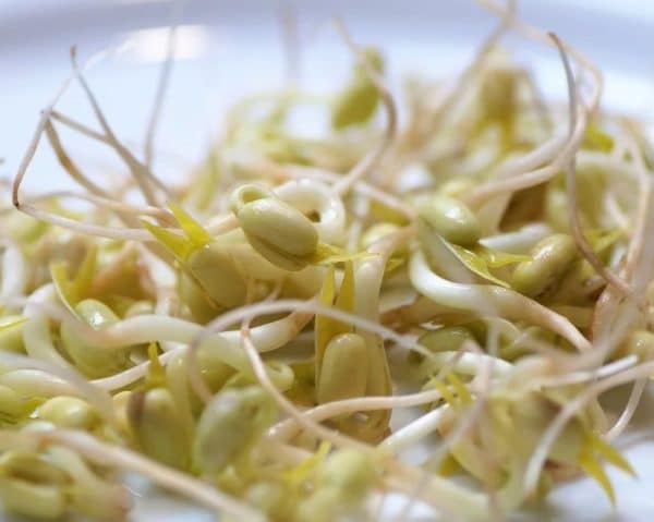 150 graines de graines de soja! Comestibles non OGM Bonne couverture des  cultures Facile à cultiver 24 plante : : Jardin