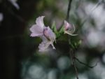 Bauhinia corymbosa - Boutons floraux et fleurs