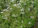 Graines de Carum carvi, graines de Cumin des prés