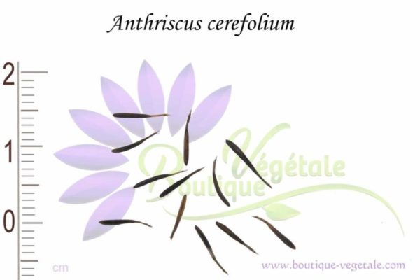 Graines d'Anthriscus cerefolium, Anthriscus cerefolium seeds