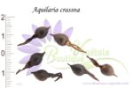 Graines d'Aquilaria crassna, Aquilaria crassna seeds