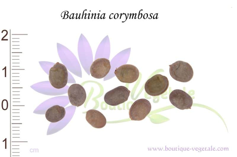 Graines de Bauhinia corymbosa, Bauhinia corymbosa seeds