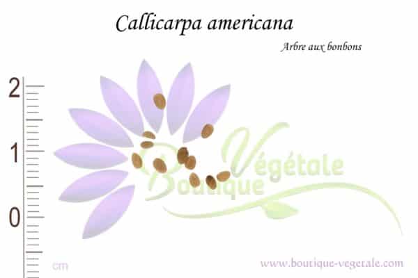 Graines de Callicarpa americana, Callicarpa americana seeds