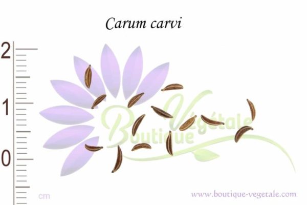 Graines de Carum carvi, Carum carvi seeds