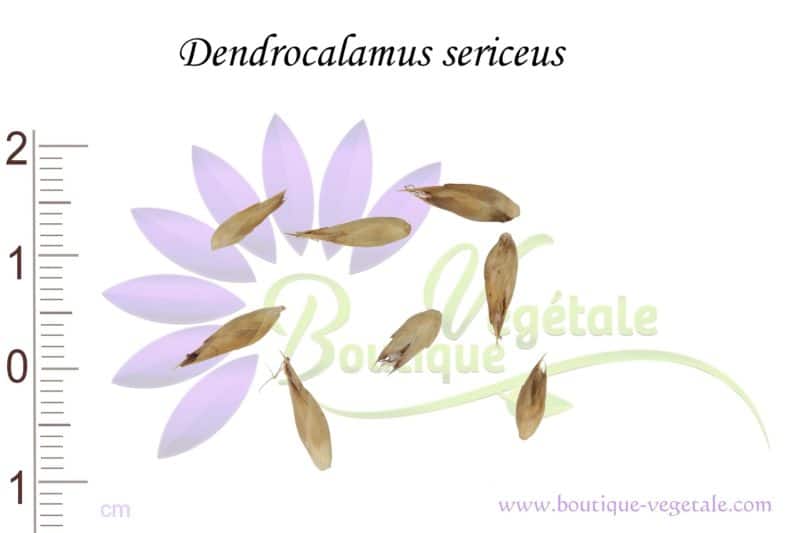 Graines de Dendrocalamus sericeus, Dendrocalamus sericeus seeds