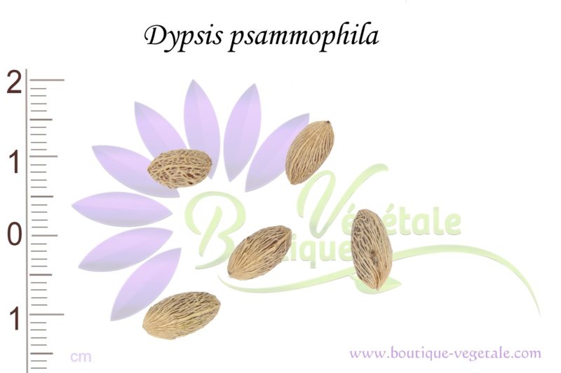 Graines de Dypsis psammophila, Dypsis psammophila seeds