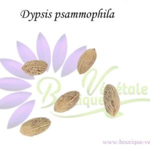 Graines de Dypsis psammophila, Dypsis psammophila seeds